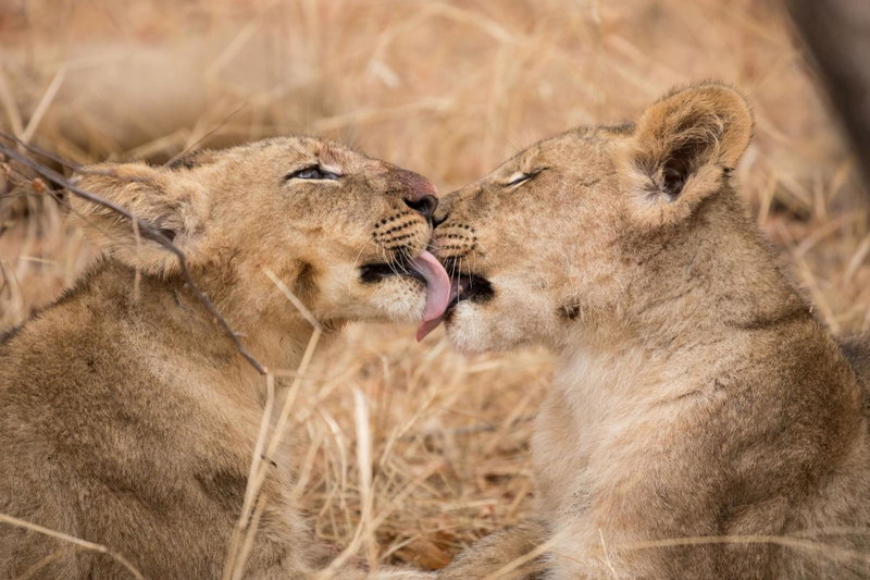 Karongwe - Chisomo Safari Camp, Hoedspruit, South Africa