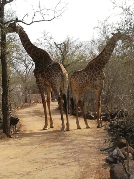 Oasis in the Wild @Marloth, Marloth Park, South Africa