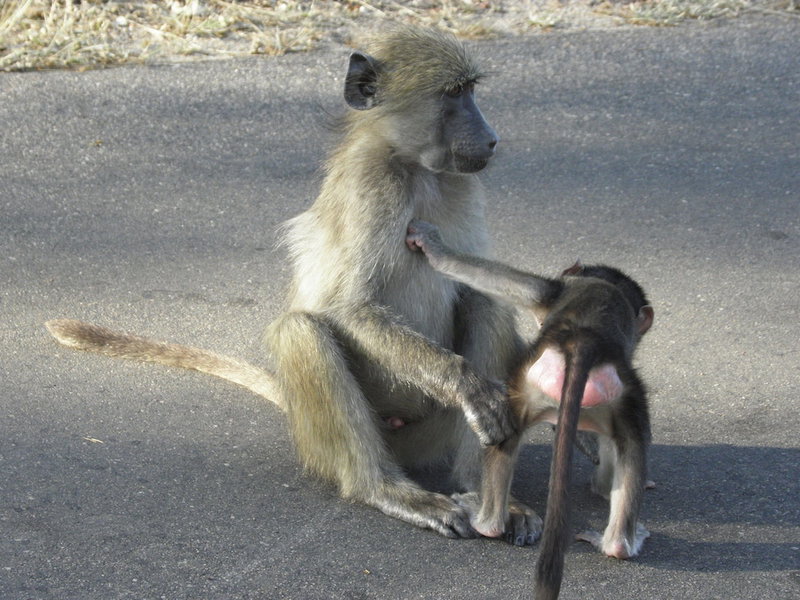 Doringpoort Safari Lodge, Nkomazi, South Africa