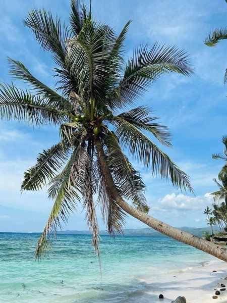Nautilus Hostel & Hammocks, Panglao, Philippines