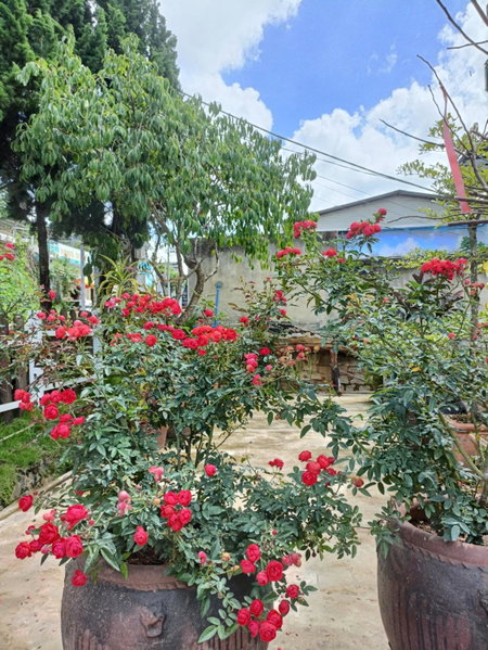 Lalaland Homestay, Da Lat, Vietnam