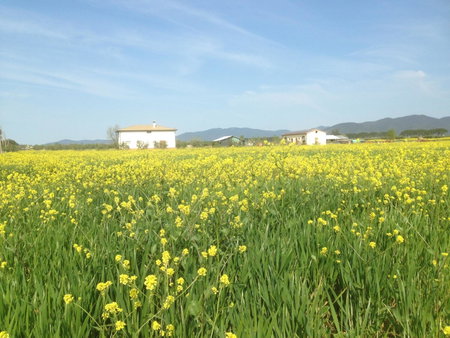 Il Grano Di Bramante, Marrucheto, Italy