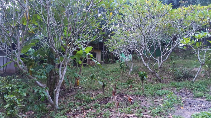 Wilai Villa Lamai, Lamai, Thailand