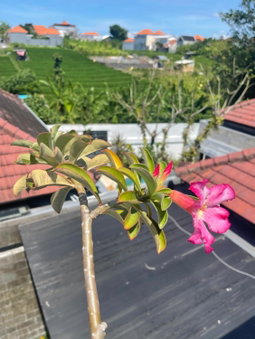 Villa Sydney Canggu Paddy Field View 3 Bed, Private Villa, Canggu, Indonesia
