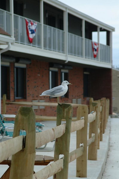 Pilgrim Sands on Long Beach, Plymouth, United States