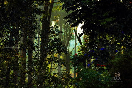 Dew Drops Farm Resorts, Munnar, India