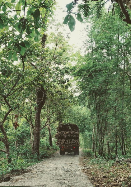 Beyond Eco Living, Munnar, India
