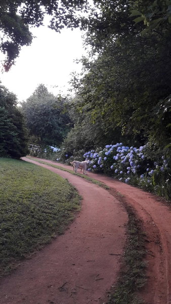 Sanfern Downs Cottage, Haenertsburg, South Africa