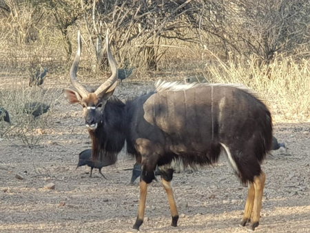 Kelora Bush Camp, Hoedspruit, South Africa