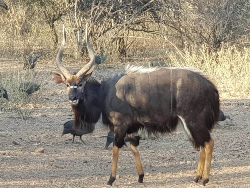 Kelora Bush Camp, Hoedspruit, South Africa