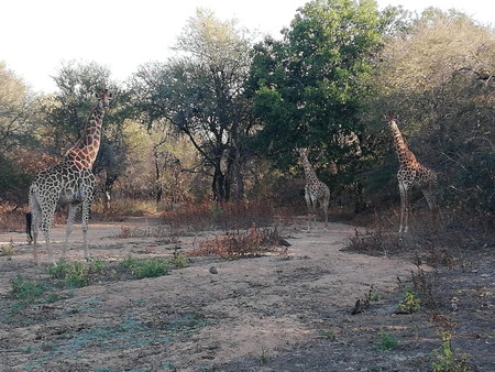 Kelora Bush Camp, Hoedspruit, South Africa