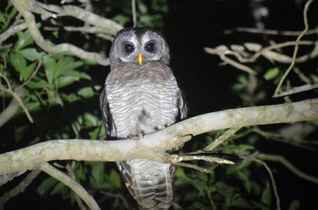 Bushbaby Lodge & Camping, Hluhluwe, South Africa