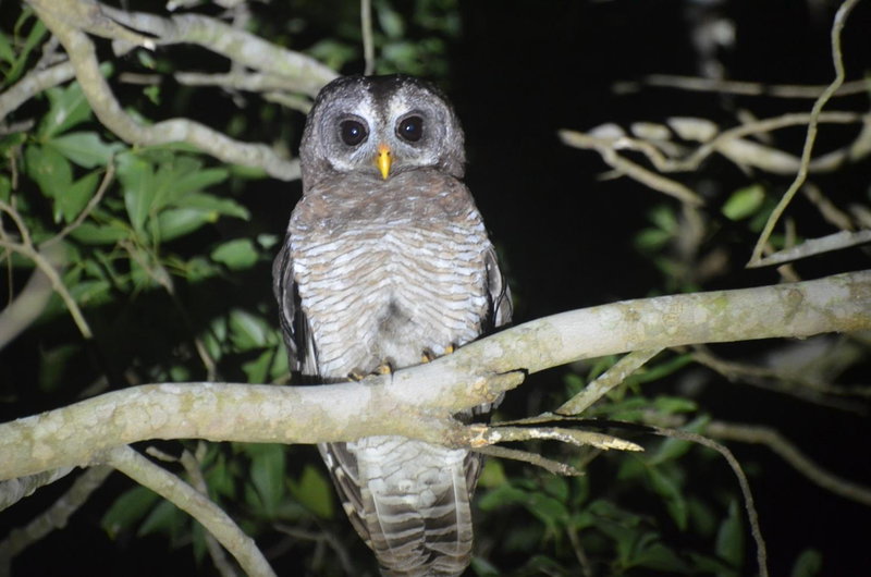 Bushbaby Lodge & Camping, Hluhluwe, South Africa