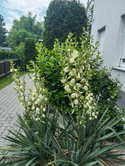 Eichbachgasse 38, Graz, Austria