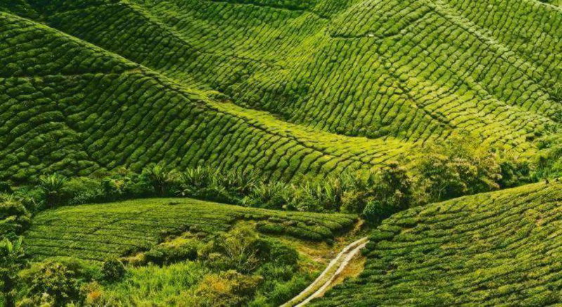 KRS Pines Hotel, Cameron Highlands, Malaysia