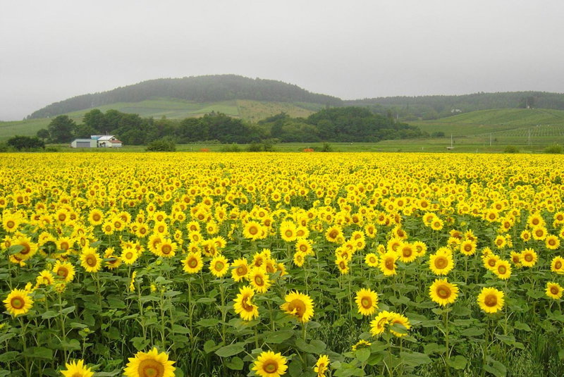 Pension Hoshi Ni Negaiwo, Furano, Japan