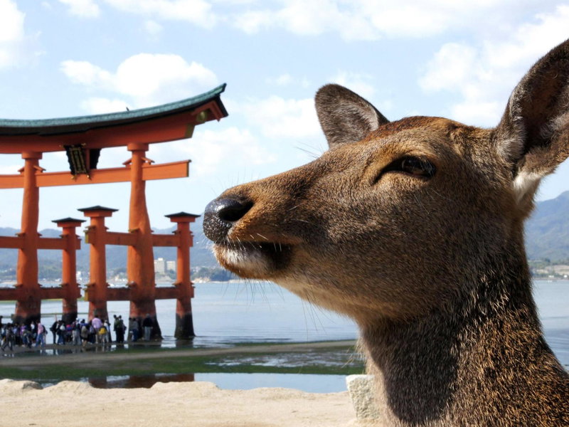 Global Resort Miyajima View, Hatsukaichi, Japan