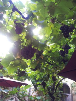 Weingut Haxel, Cochem, Germany