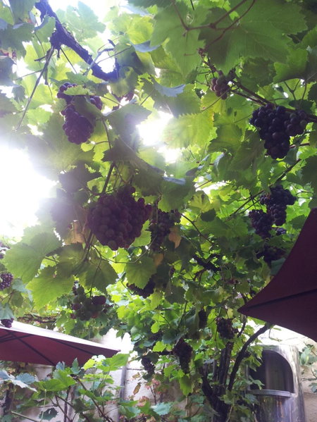 Weingut Haxel, Cochem, Germany