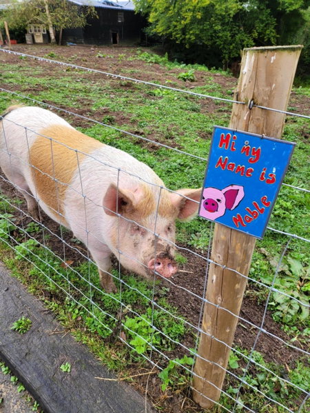 Farmhouse B&B Family stay or Romantic break, on our smallholding close to Narberth, Narberth, United Kingdom