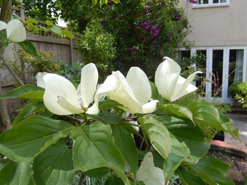 Motts Cottage, Dunmow, United Kingdom