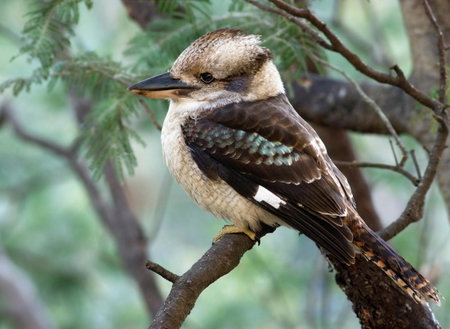 The Roost, Johanna, Australia