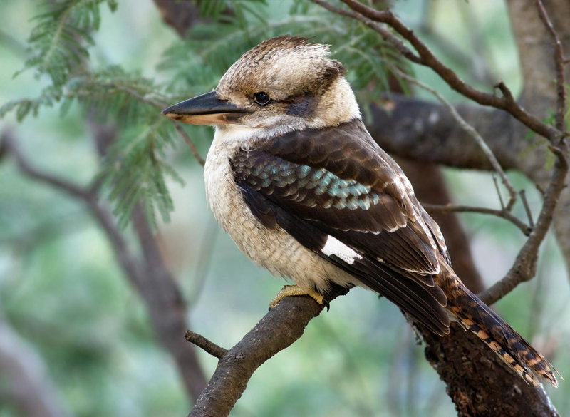 The Roost, Johanna, Australia