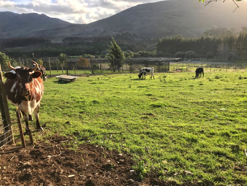 Kleine Vrede Farm Cottage, Hermanus, South Africa