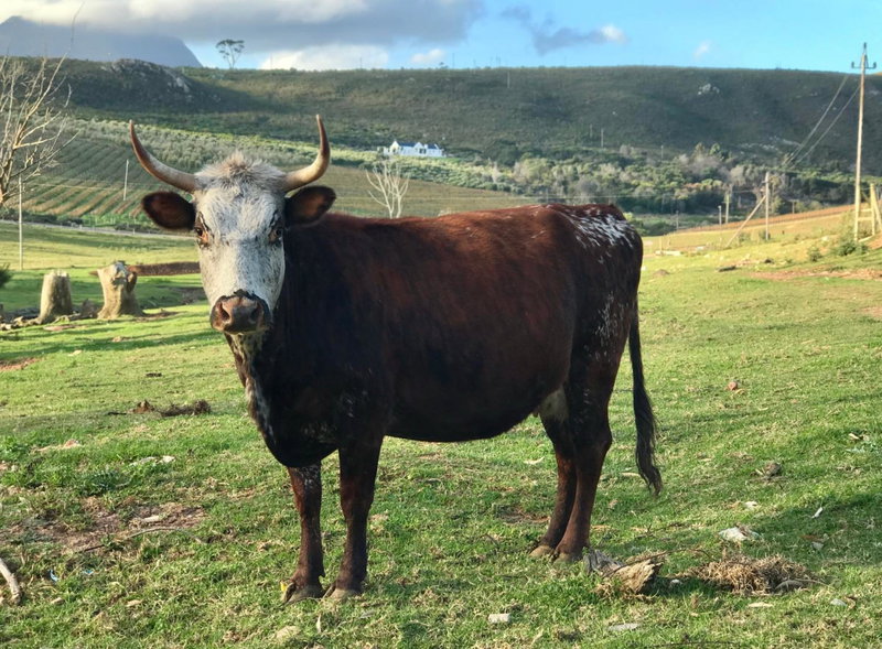 Kleine Vrede Farm Cottage, Hermanus, South Africa
