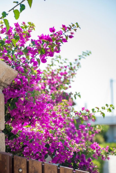 Anemonisia Deluxe Apartments, Skiros, Greece