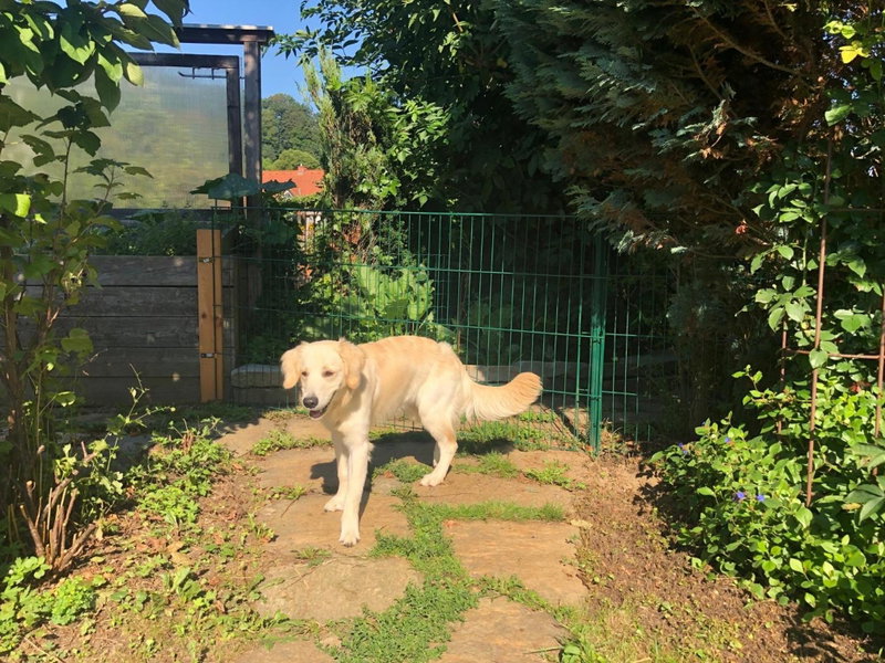 MILLIEs hosting - Familienurlaub mit Hund in Kärnten, Sankt Paul im Lavanttal, Austria