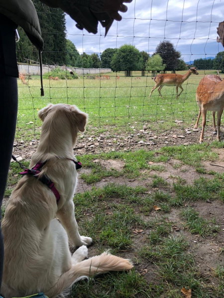 MILLIEs hosting - Familienurlaub mit Hund in Kärnten, Sankt Paul im Lavanttal, Austria