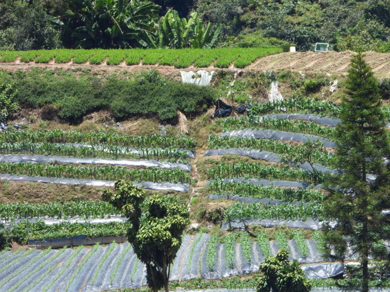 Bugdet Apartment, Brinchang, Malaysia