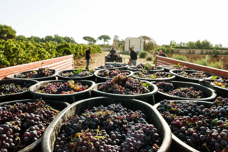Tenuta Doxi, Gallipoli, Italy