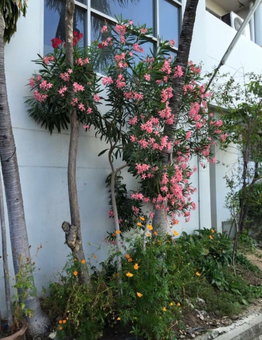 Ittipol Apartment, Pak Kret, Thailand