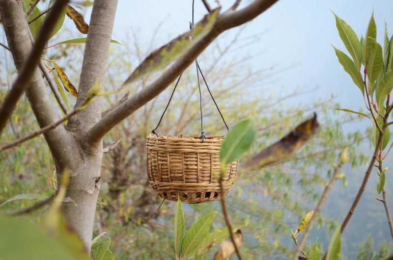 Nature Drops, Pangot, Nainital, India