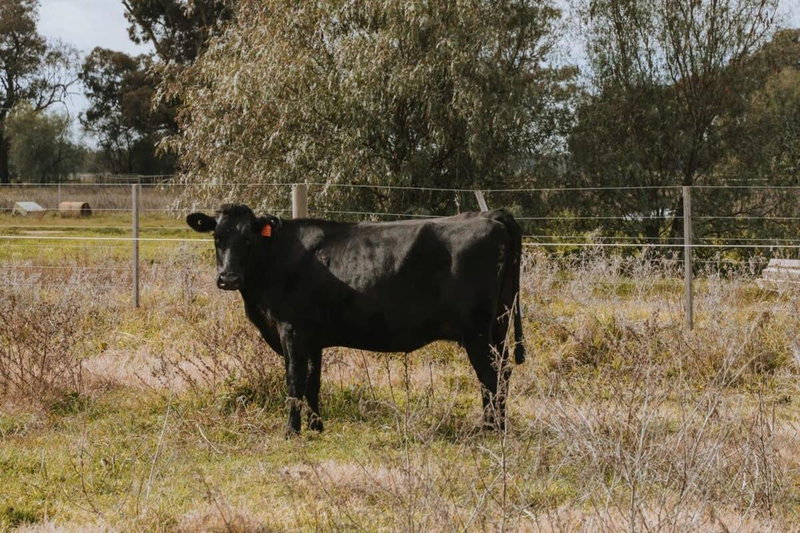 Organic Farm Stay by Tiny Away, Numurkah, Australia