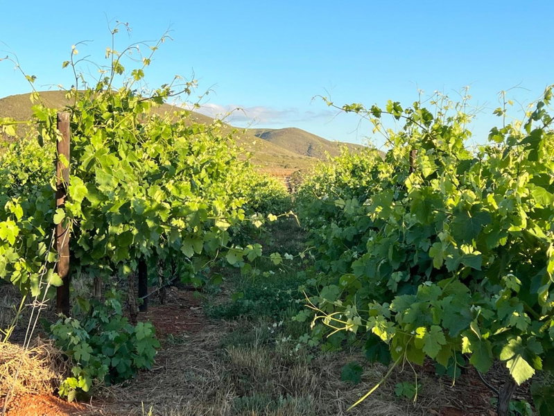 Penhill Farm West Grange, Nuy, South Africa