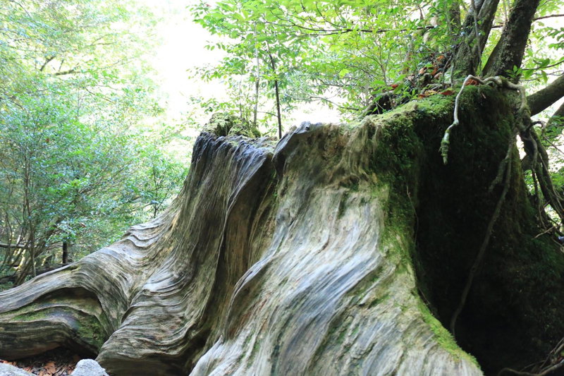 Miyanouraso, Yakushima, Japan