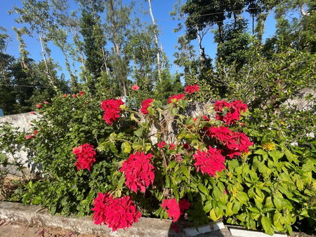 New Organic Home Stay, Mudigere, India
