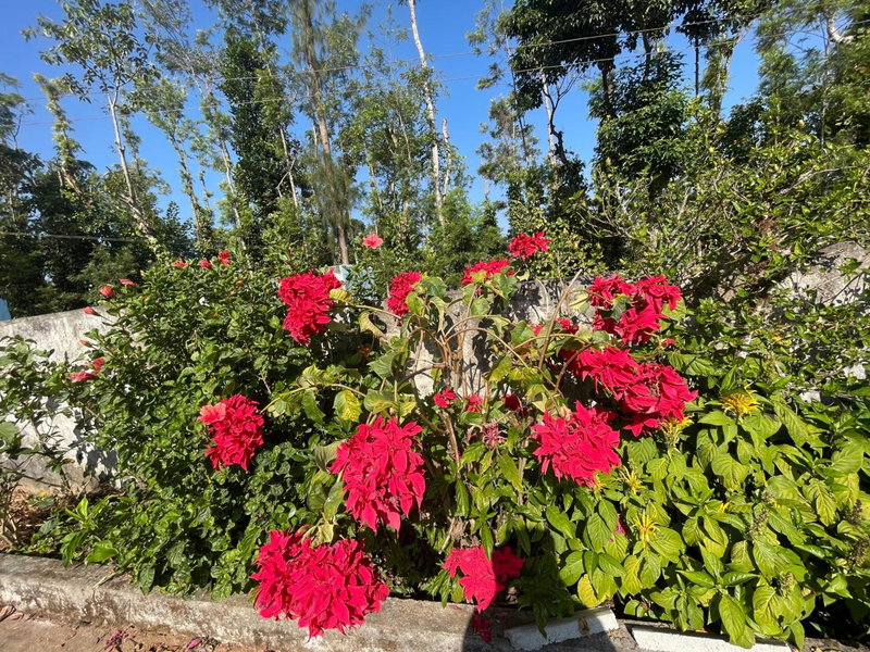 New Organic Home Stay, Mudigere, India