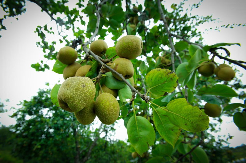 The Pear County, Kodaikānāl, India