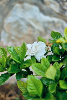 Cabaña Gardenia, Tapalpa, Tapalpa, Mexico
