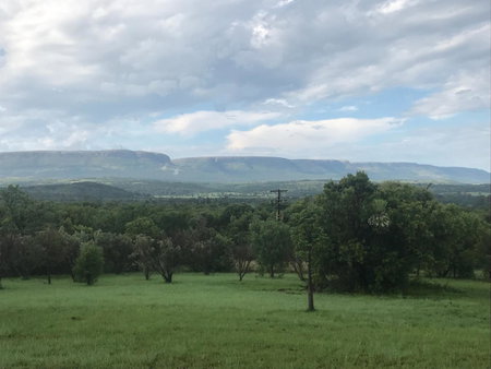 Olive Tree Farm, Magaliesburg, South Africa