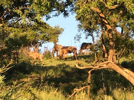 Olive Tree Farm, Magaliesburg, South Africa
