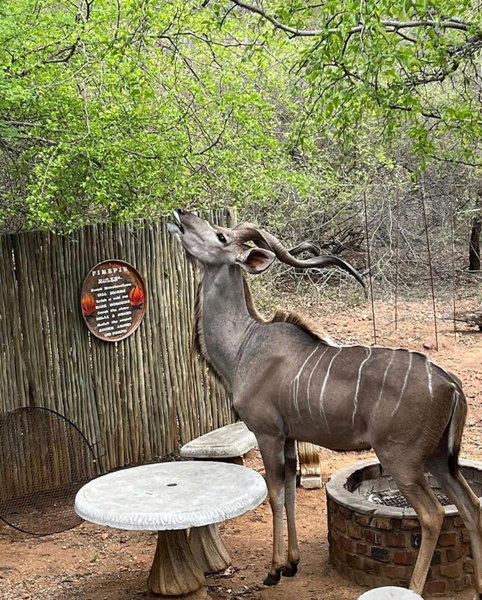 Ukweza Guest House, Marloth Park, South Africa