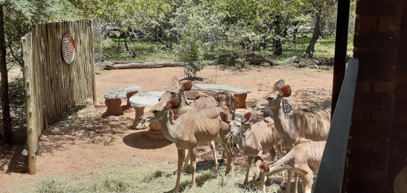 Ukweza Guest House, Marloth Park, South Africa