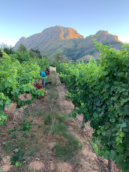 Le Pommier Wine Estate, Stellenbosch, South Africa