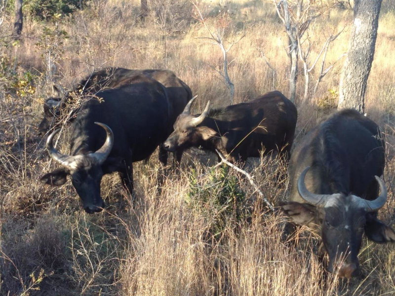 Moletani Game Ranch, Atoom, South Africa