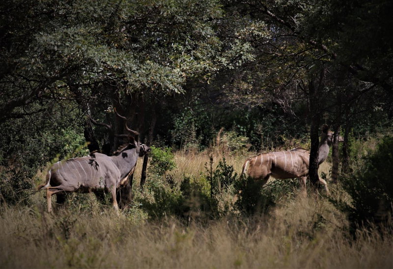 Moletani Game Ranch, Atoom, South Africa